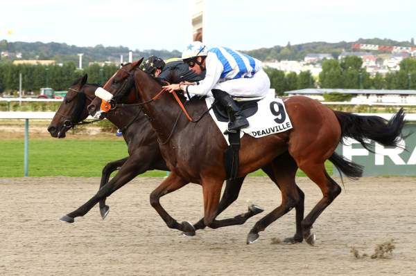 Photo de JUDICIOUS GAME cheval de PLAT