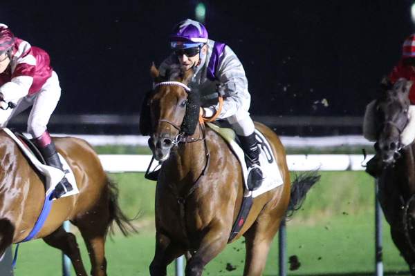 Photo de BUTI cheval de PLAT