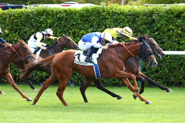 Photo de STREET SHOW cheval de PLAT