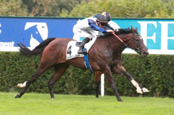 Photo de ENEA cheval de PLAT