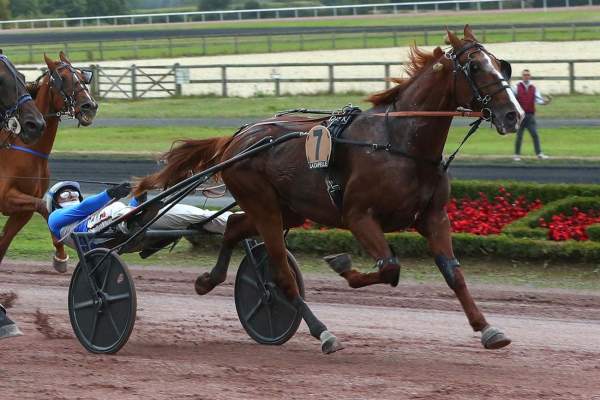 Photo de L'AMIRAL TURGOT cheval de TROT ATTELE