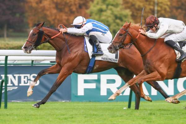 Photo de DOUBLE MAJOR cheval de PLAT