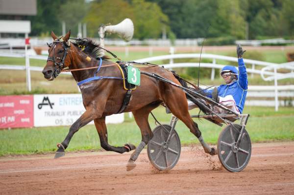 Photo de KINGSLAYER PELLINI cheval de TROT ATTELE