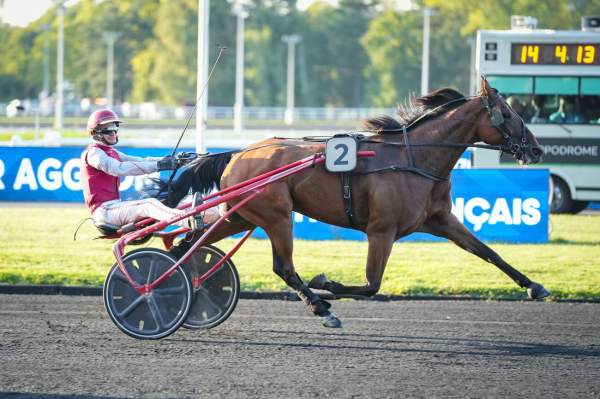 Photo de KONG D'HOLLOW cheval de TROT ATTELE
