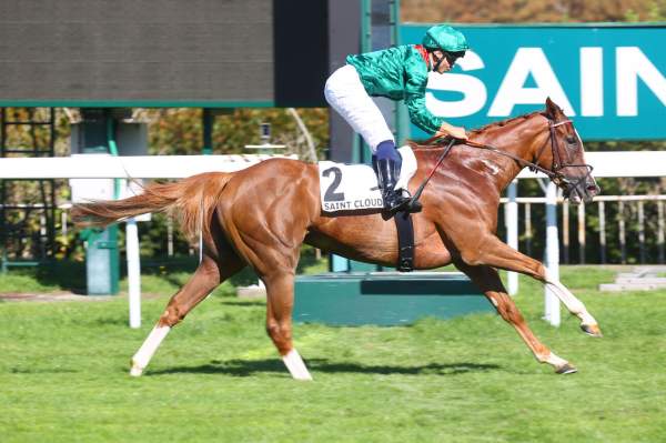 Photo de VELIKAYA cheval de PLAT