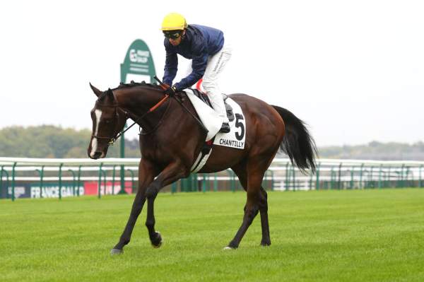 Photo de ROI DE LA LIBERTE cheval de PLAT