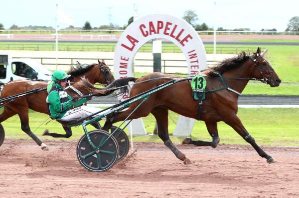 Photo de MIDNIGHT SUN cheval de TROT ATTELE