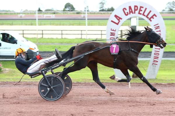 Photo de KALAMITY DE CHENU cheval de TROT ATTELE