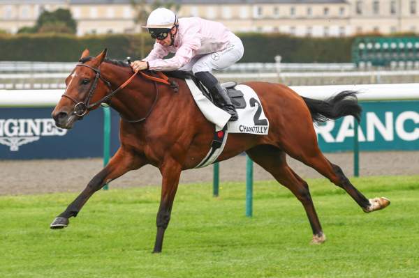 Photo de SENEQUE cheval de PLAT