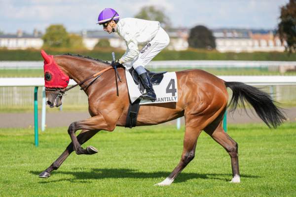 Photo de HERMES WOOD cheval de PLAT