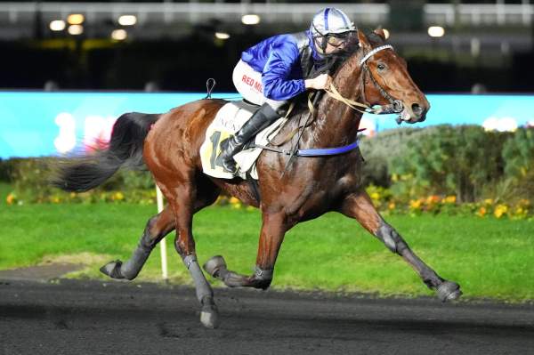 Photo de NICKEL DE BAILLE cheval de TROT MONTE