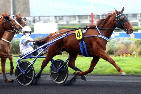 Photo de INSERT BOY cheval de TROT ATTELE