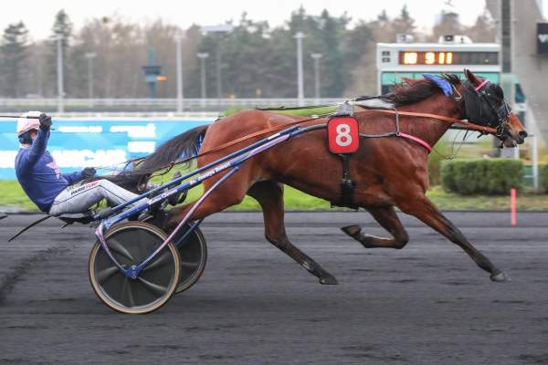 Photo de RIKITA JP cheval de TROT ATTELE