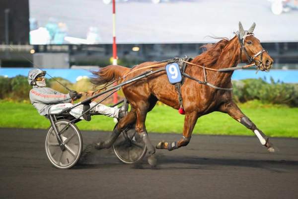Photo de KALIE PACHA cheval de TROT ATTELE