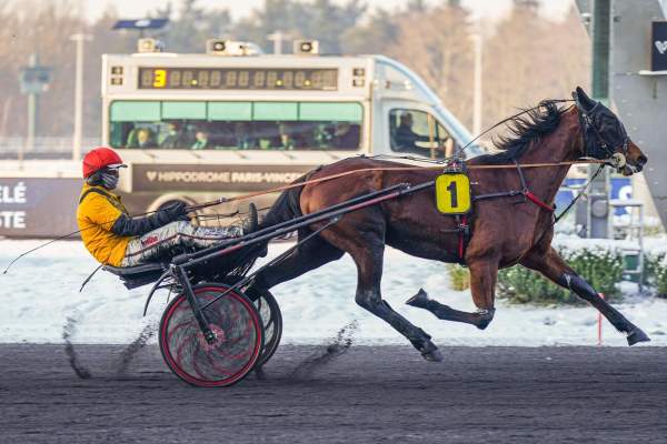 Photo de NAFI DE REVE D'OR cheval de TROT ATTELE