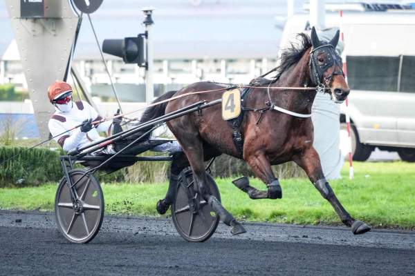 Photo de NOT THIS TIME cheval de TROT ATTELE