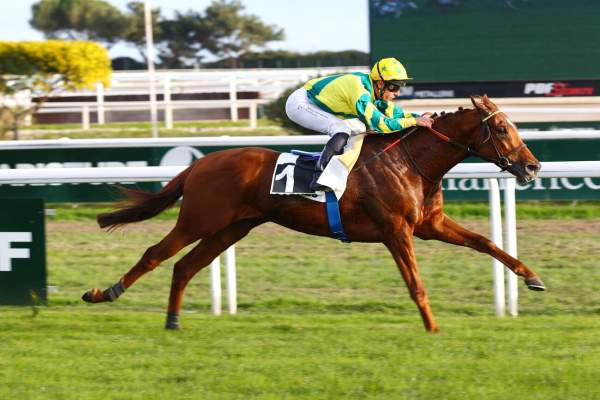 Photo de TIPINSO cheval de PLAT