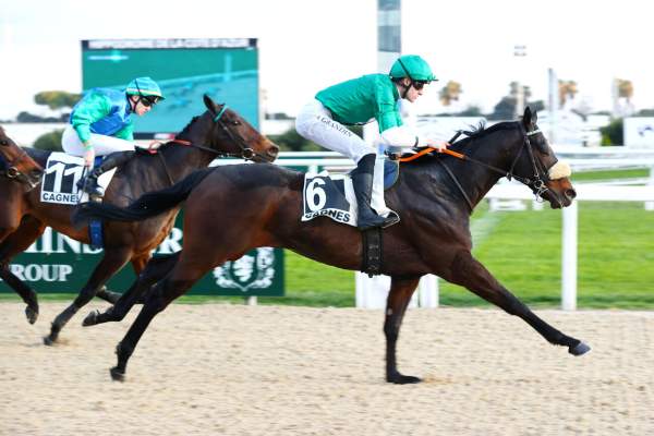 Photo de DISTURBED cheval de PLAT