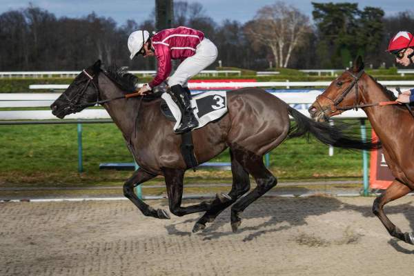 Photo de DAMABIAH ANGEL cheval de PLAT