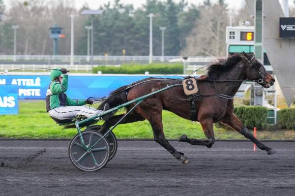 Photo de CAMERON cheval de TROT ATTELE