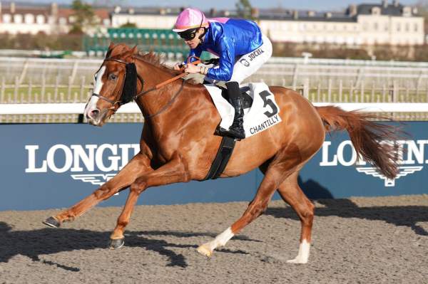 Photo de HATANKA FAL cheval de PLAT