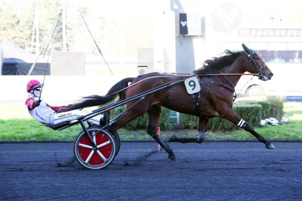 Photo de NORMANDIE NIEMEN cheval de TROT ATTELE