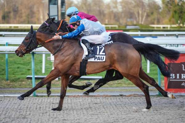 Photo de SISSY DU GROHO cheval de PLAT