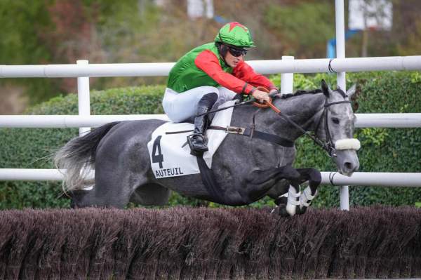 Photo de ALICE'S SAGA cheval de HAIES