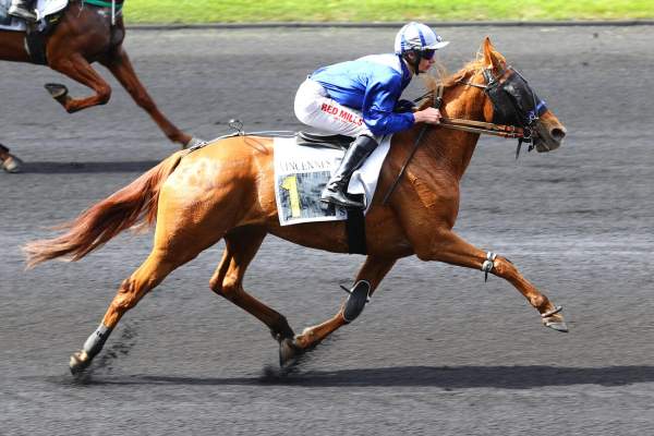 Photo de MISS DE BAILLE cheval de TROT MONTE