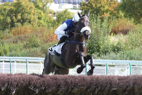 Photo de NIRI cheval de HAIES