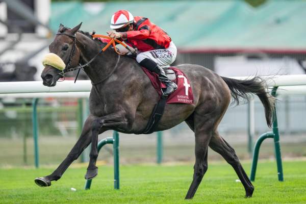 Photo de MASTER MAN cheval de PLAT
