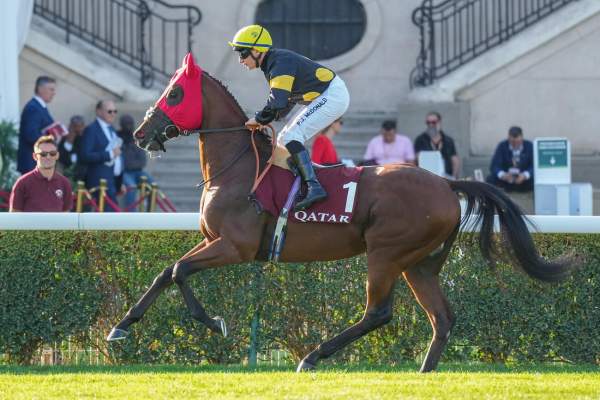 Photo de MARVELMAN cheval de PLAT