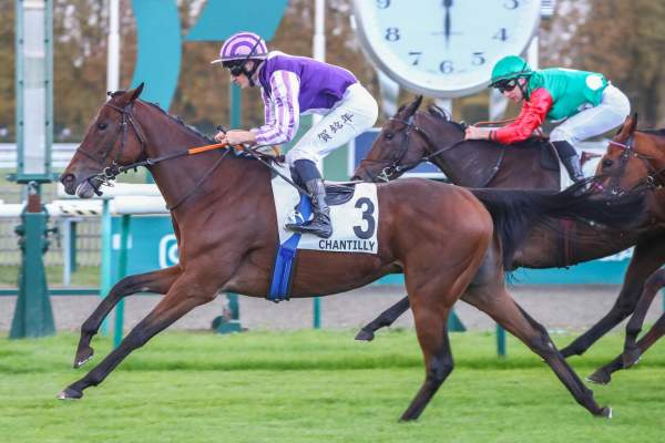 Photo de NOCE DE RUBIS cheval de PLAT