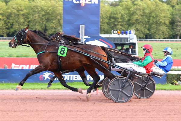 Photo de NEPTUNE DE SMARVES cheval de TROT ATTELE