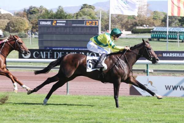 Photo de CLEA CHOPE cheval de PLAT