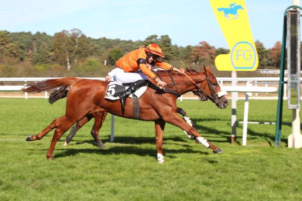 Photo de MISSIS SURF cheval de HAIES
