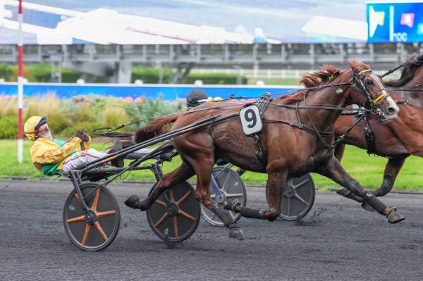 Photo de KELLER DE L'ITON cheval de TROT ATTELE