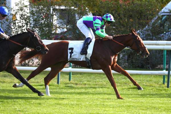 Photo de EXTREME DREAM cheval de PLAT