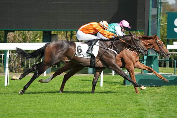 Photo de DARK SECRET cheval de PLAT