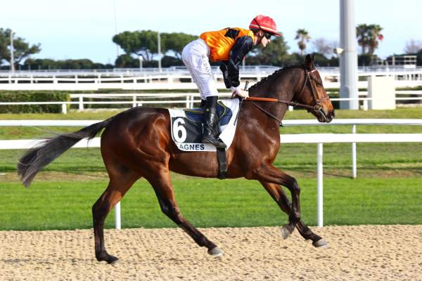 Photo de SAGAZAN ACE cheval de PLAT