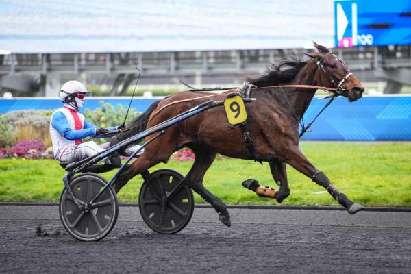 Photo de NOOR DU CAMPUS cheval de TROT ATTELE