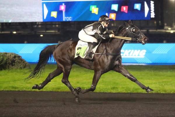 Photo de PATTON cheval de TROT ATTELE