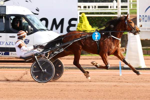 Photo de NADIR cheval de TROT ATTELE