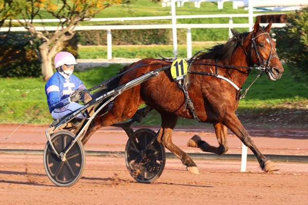 Photo de JALAPENO cheval de TROT ATTELE