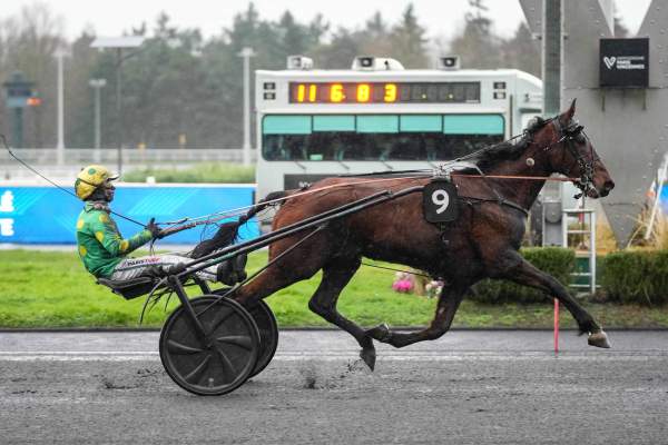 Photo de MAESTRO D'AVEL cheval de TROT ATTELE