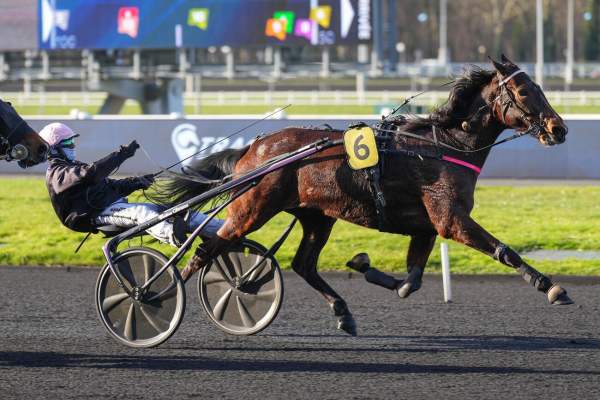 Photo de LADY DUCALE cheval de TROT ATTELE