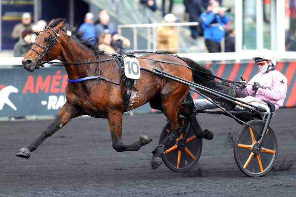 Photo de FRENCH CONNECTION cheval de TROT ATTELE