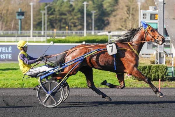 Photo de MALIUM cheval de TROT ATTELE