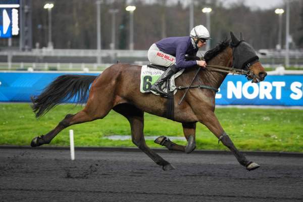 Photo de LORD FROMENTRO cheval de TROT MONTE