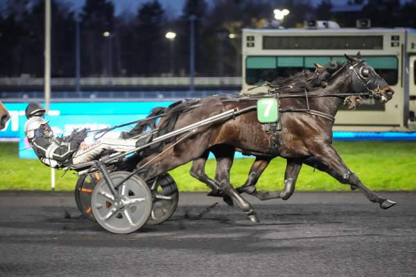 Photo de PATTON cheval de TROT ATTELE